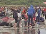 На берег выбросились дельфины в Новой Зеландии На берег выбросились дельфины в Новой Зеландии