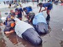 Дельфины выбросились на берег Дельфины выбросились на берег