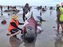 Дельфины выбросились на берег Дельфины выбросились на берег