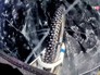 Гонка на озере Байкал Гонка на озере Байкал