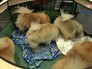 Международная выставка собак Международная выставка собак