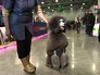 Международная выставка собак Международная выставка собак