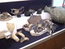 Археологические экспонаты найденные в Керченской бухте Археологические экспонаты найденные в Керченской бухте