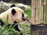 Гигантская панда Гигантская панда