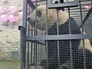 Гигантская панда в китайском зоопарке Гигантская панда в китайском зоопарке