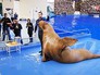 Представление в дельфинарии Представление в дельфинарии