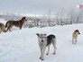 Собаки Собаки