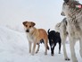 Бездомные собаки Бездомные собаки