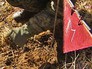 Саперы проводят разминирование Саперы проводят разминирование