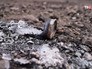 Последствия применения фосфорных бомб в Донбассе Последствия применения фосфорных бомб в Донбассе