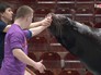 Артисты выступают в цирке Артисты выступают в цирке