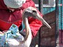 Орнитологи выпускают на волю журавлей Орнитологи выпускают на волю журавлей