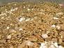 Работа Московского монетного двора Работа Московского монетного двора