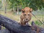 Львица на поводке Львица на поводке