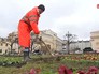 Высадка цветов Высадка цветов