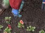 Садоводы сажают цветы Садоводы сажают цветы