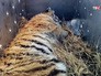 Перевозка тигрици Перевозка тигрици