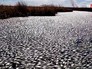 Мертвая рыба на озере Кунашак в Челябинской области Мертвая рыба на озере Кунашак в Челябинской области