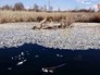 Мертвая рыба на озере Кунашак в Челябинской области Мертвая рыба на озере Кунашак в Челябинской области