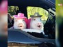 Жизнь животных в соцсетях Жизнь животных в соцсетях