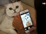 Жизнь животных в соцсетях Жизнь животных в соцсетях
