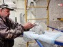 Орнитологи кормят птенцов соколов-сапсанов Орнитологи кормят птенцов соколов-сапсанов
