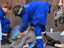 Пострадавшая девушка Пострадавшая девушка