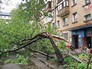 Упавшее дерево Упавшее дерево