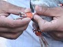 Окольцованные птицы Окольцованные птицы