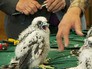 Птенцы соколов-сапсанов Птенцы соколов-сапсанов