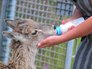 Центр воспроизводства редких видов животных Московского зоопарка в Волоколамском районе Центр воспроизводства редких видов животных Московского зоопарка в Волоколамском районе