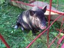 Спасенный из Химкинского водохранилища декоративный поросенок Спасенный из Химкинского водохранилища декоративный поросенок
