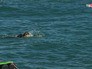 Соревнования водолазов Соревнования водолазов
