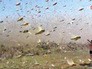 Нашествие саранчи Нашествие саранчи