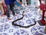 Представители ветеринарной службы ловят змею Представители ветеринарной службы ловят змею