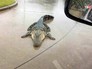 Аллигатор на дороге Аллигатор на дороге