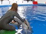 Тренеровка дельфинов Тренеровка дельфинов