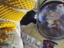 Российский космонавт в открытом космосе Российский космонавт в открытом космосе