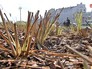 Сорванные кусты вандалами в парке "Зарядье" Сорванные кусты вандалами в парке "Зарядье"