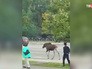 Лось у станции метро "Выхино" Лось у станции метро "Выхино"