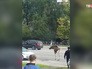 Лось у станции метро "Выхино" Лось у станции метро "Выхино"