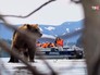 Люди наблюдают за медведями Люди наблюдают за медведями