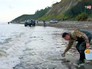 Сбор морского гребешка на берегу Сбор морского гребешка на берегу