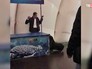 Морской котик поймал хулигана Морской котик поймал хулигана