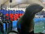 Тренировка с морским котиком Тренировка с морским котиком