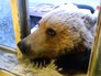 Медведь в окне Медведь в окне