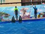 Выступления дельфинов в передвижном дельфинарии Выступления дельфинов в передвижном дельфинарии