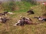 Останки коров Останки коров