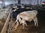 Голодные коровы Голодные коровы