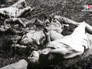 Волынская резня в годы Второй мировой войны Волынская резня в годы Второй мировой войны
